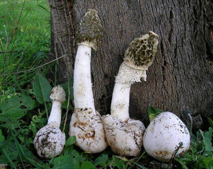 Kontraindikacijos vartoti grybelį