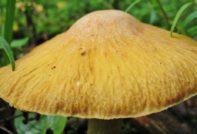 Пилешки гъби