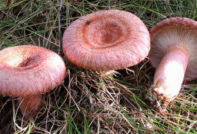 Джинджифил и бодил