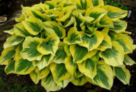 Hosta: падат грижи