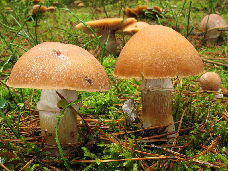 Гръбна шапка с форма на пръстен