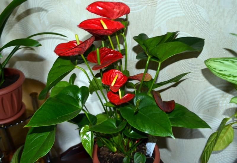 Стайни растения