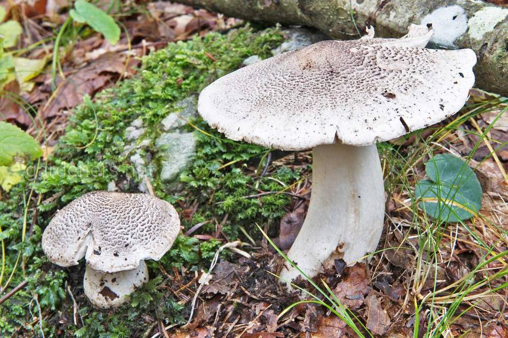 Тигър или леопард