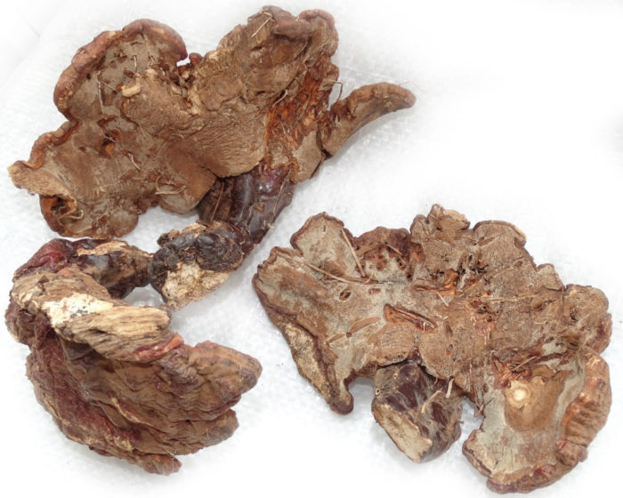 Гъбичките от Tinder лакирани