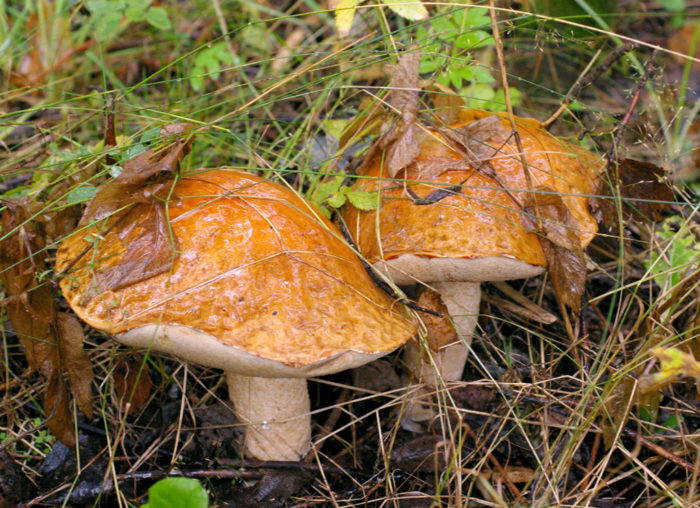 orange-cap boletus