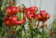 Грижи за лилии през есента