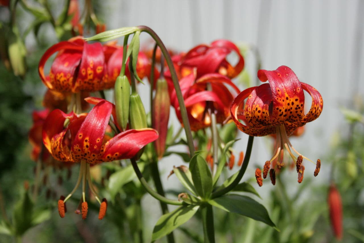 Грижи за лилии през есента