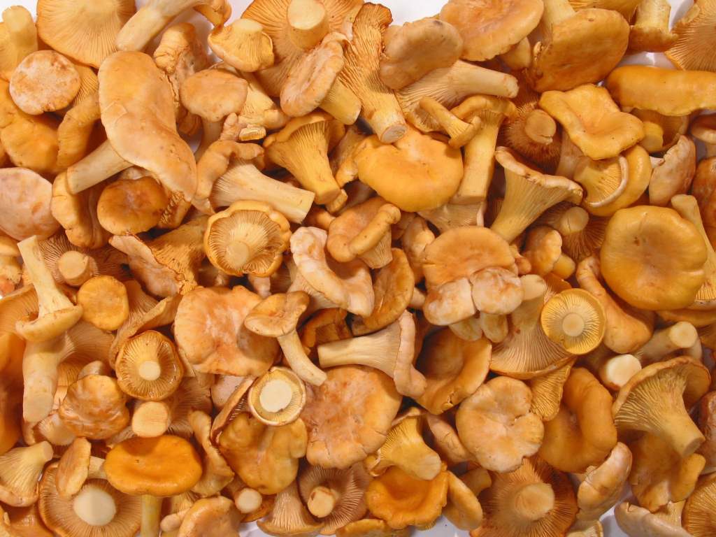 Chanterelles tươi
