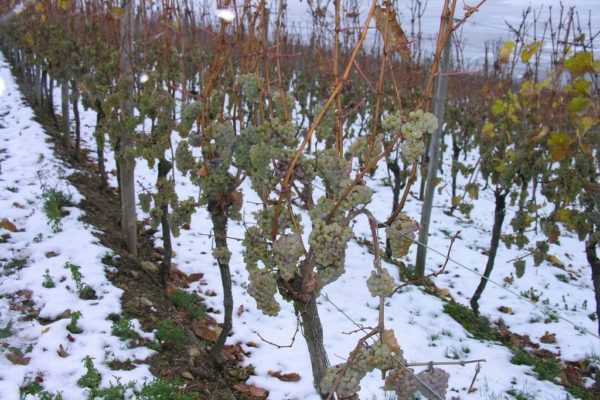 vine in winter