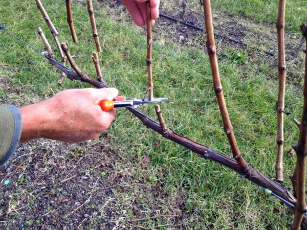 vine pruning