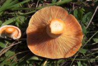 шафран капачка мляко