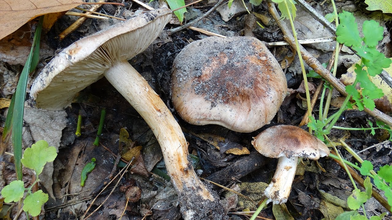 Tricholoma populinum