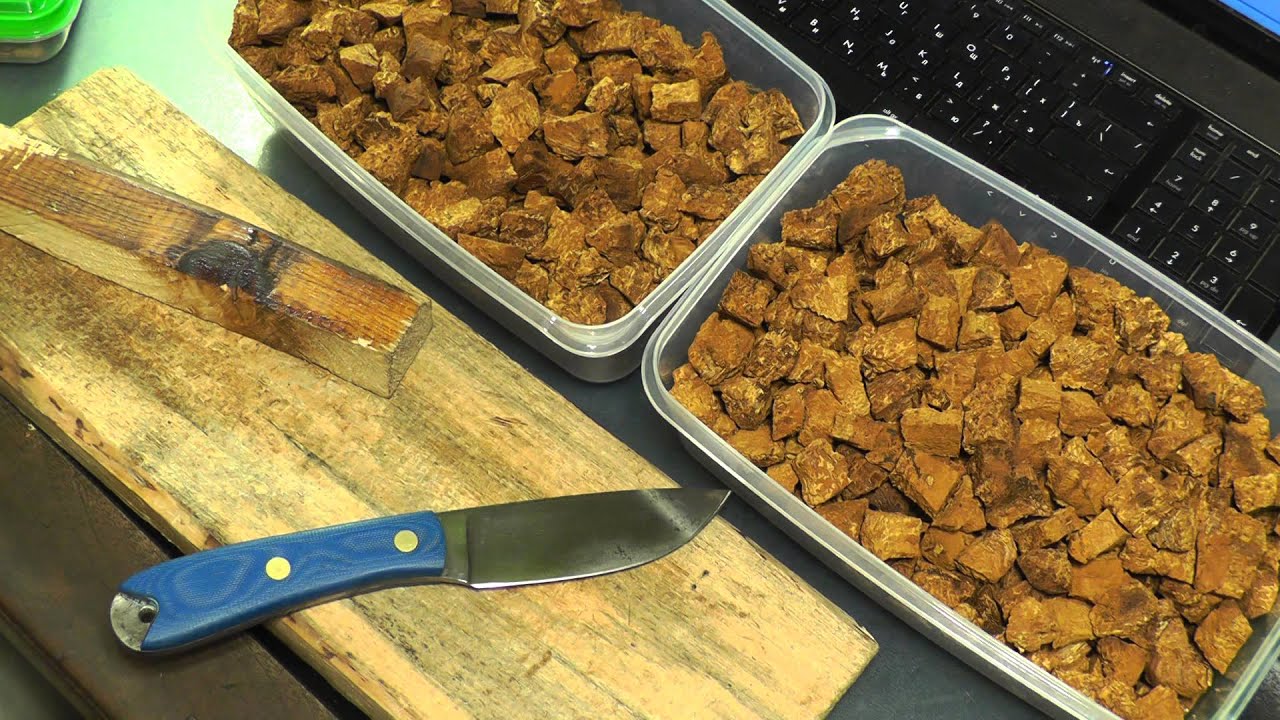 חותך צ'אגה ליבנה