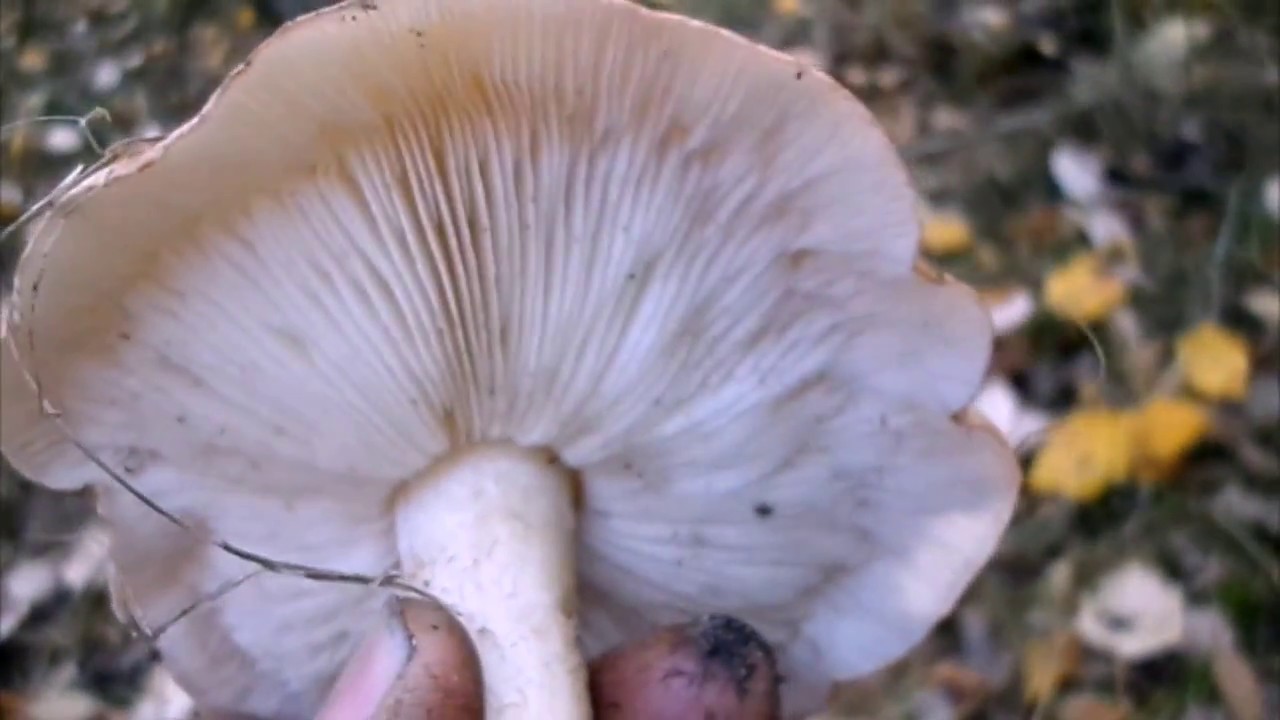 вид ядива гъба