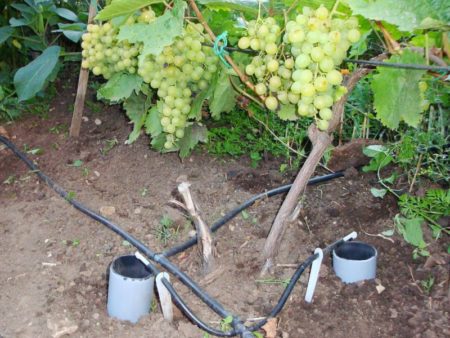 השקיית ענבים