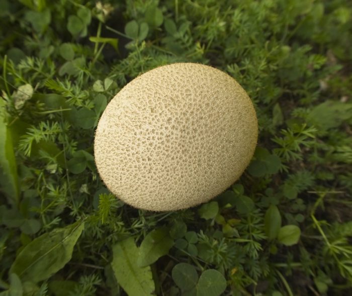 puffball