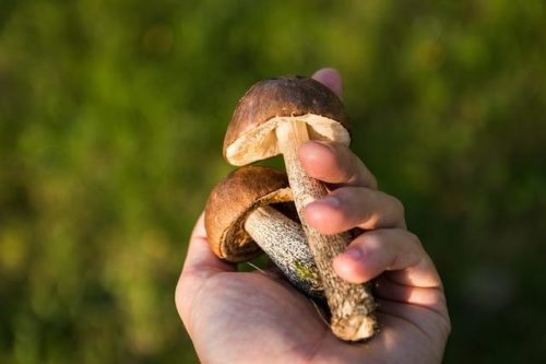 orange-cap boletus