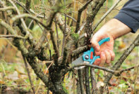 как да подрязвате люляците през есента