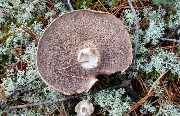 Пъстра таралеж