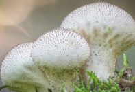 Гъбен дъждобран