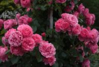 катереща роза