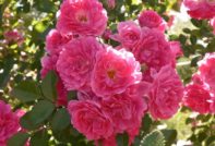 Катерещи рози