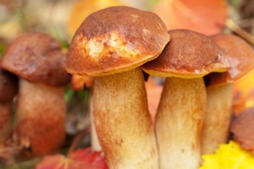 Предимствата на мастната жлеза