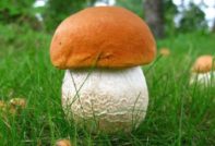 оранжево-капачка манатарки