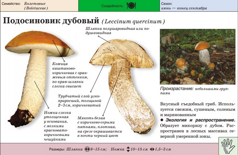 Eiken boletus