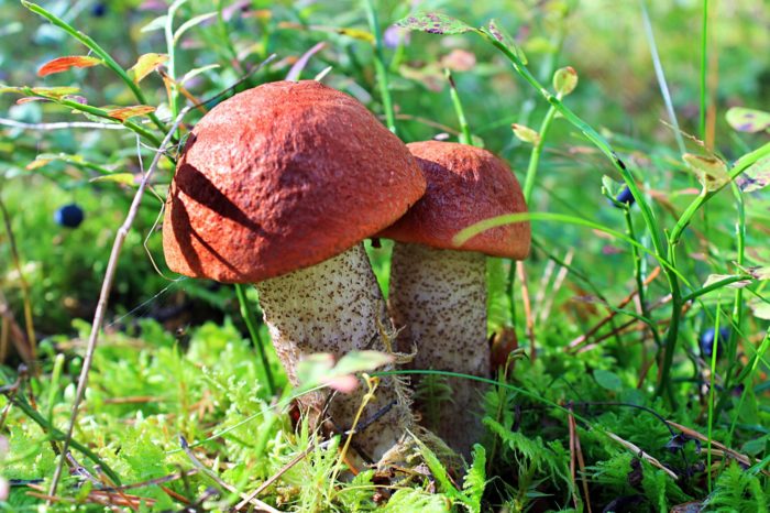 orange-cap boletus