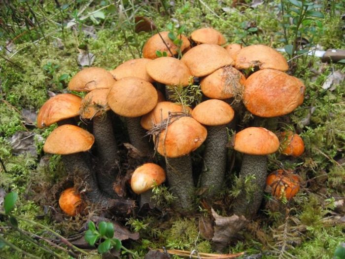 orange-cap boletus