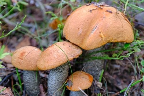 orange-cap boletus