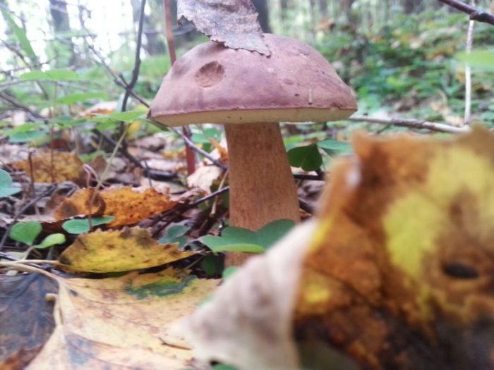 Полска гъба