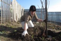 засаждане на кайсии