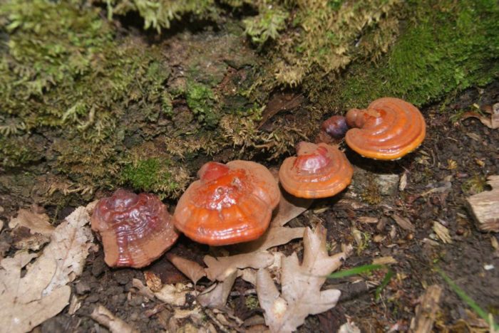 Гъбичките от Tinder лакирани