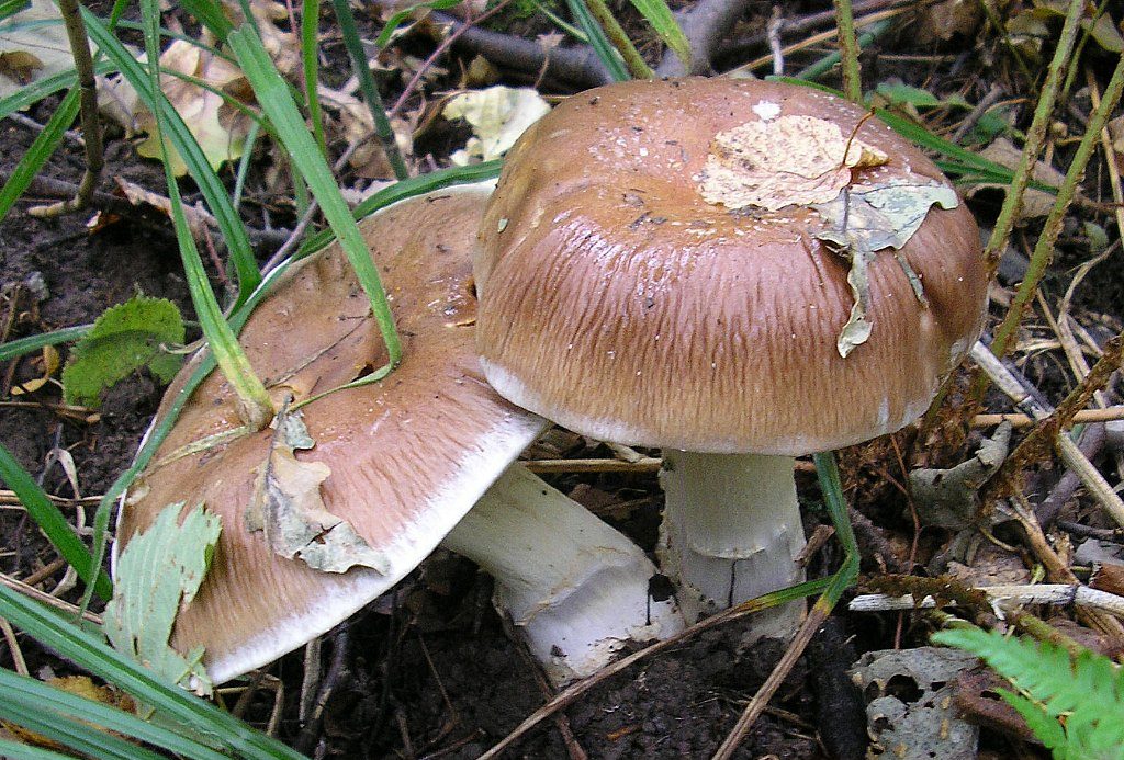 Spinnenweb uitstekend