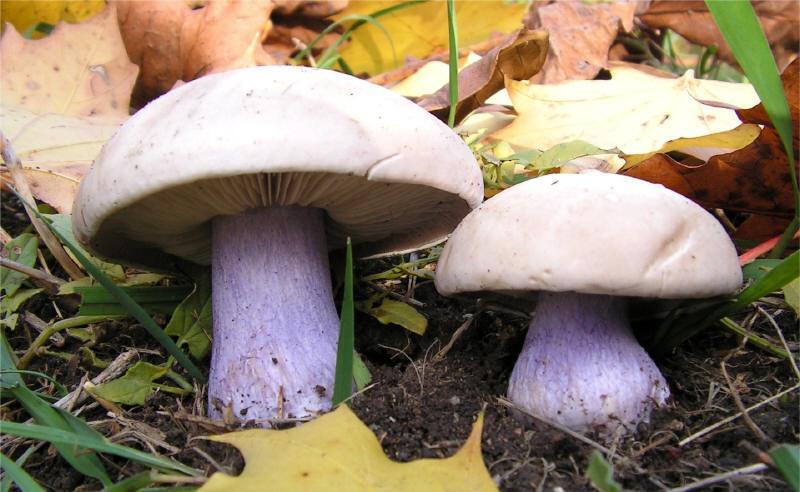 вид ядива гъба