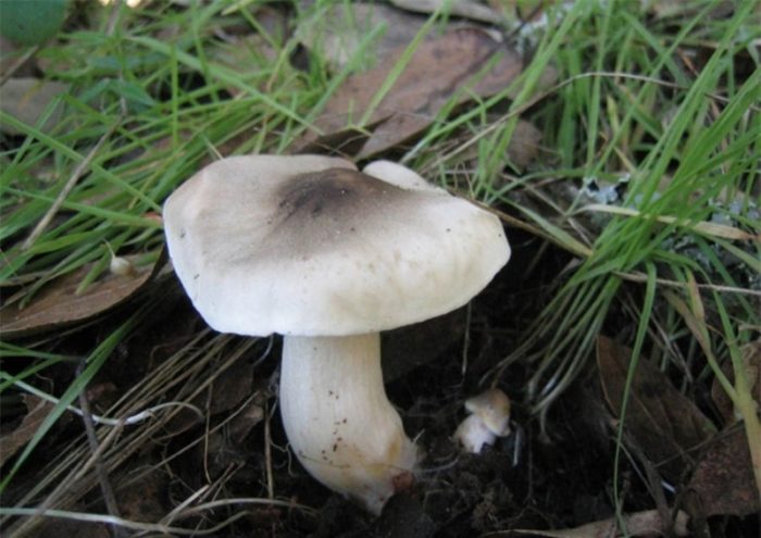 Paddestoelen roeien