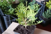 размножавайте резните туя през есента