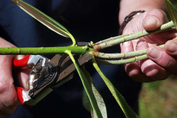 рододендрон