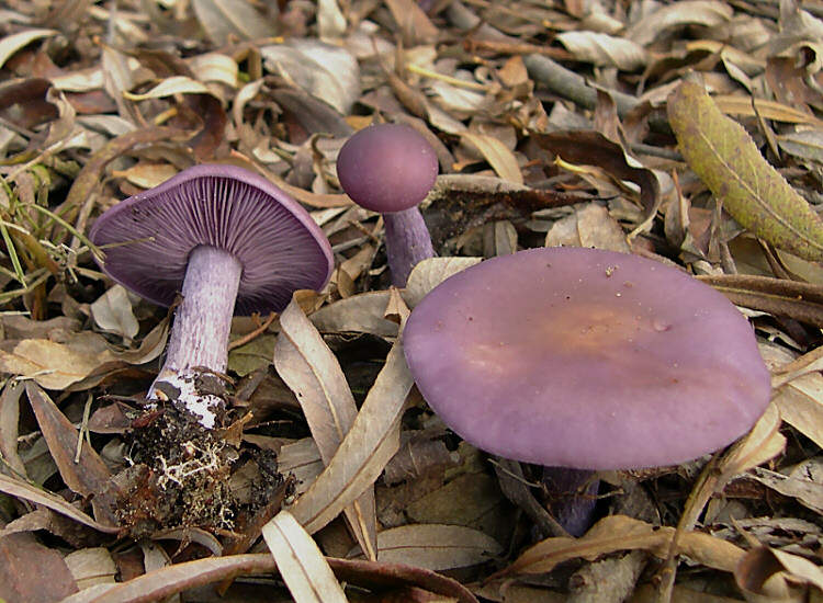 вид ядива гъба