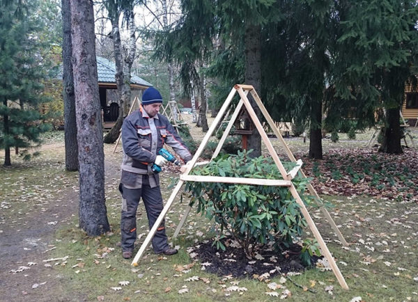 рододендрон