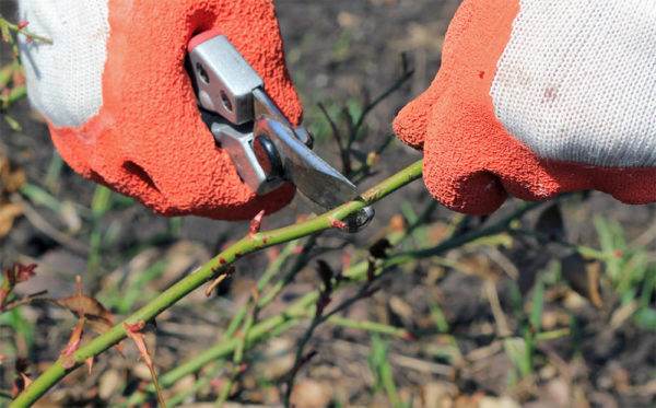 pruning roses