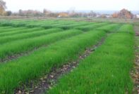 Сидерата през зимата