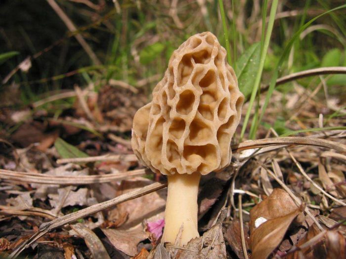 Morel