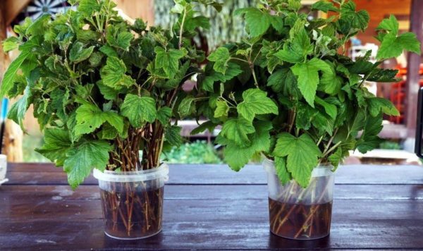 propagate currant cuttings