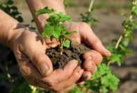 propagar talls de grosella