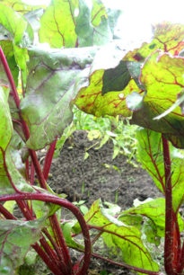 отглеждане на цвекло