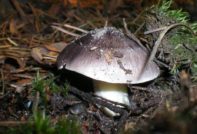 Гребането е сиво