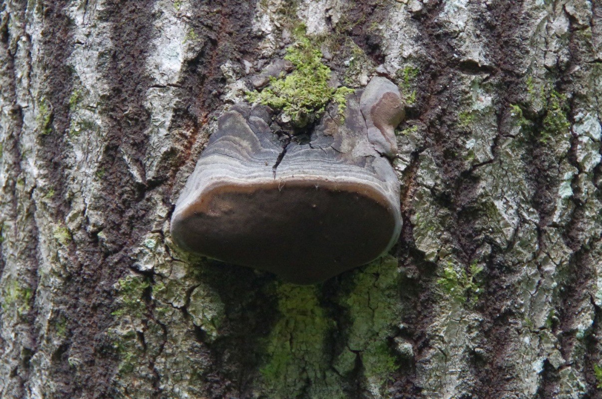 Tinder гъбички